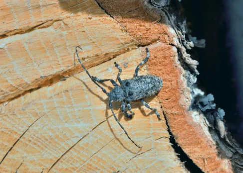 traitement charpente marseille traitement charpente marseille